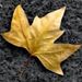 Profile Picture of Chad Brunet (@goldleafcapitalgroup) on Pinterest