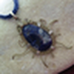 Profile Picture of Catalina D?az y Guillermo Dominguez (@Artesan?a Aut?ntica) on Flickr