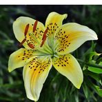 Profile Picture of Andrew Belicof (@Andrew-Belicof) on Facebook