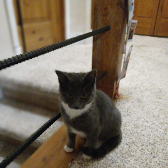 Profile Picture of Robert Coleman (@bertr32) on Poshmark