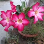 Profile Picture of Dorothy Baidya (@Dorothy-Baidya) on Facebook