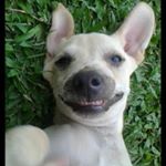 Profile Picture of david forte (@davidson.forte) on Instagram