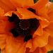 Profile Picture of Mandy Powrie (@timmy2) on Pinterest