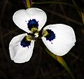 Profile Photo of Moraea aristataon Wikipedia