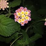 Profile Picture of Rajesh Mishra (@rajeshmishra4231) on Instagram