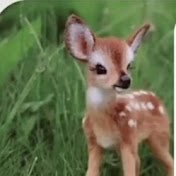 Marian Said - Youtube Profile Picture of Marian Said (@mariansaid7343) on Youtube