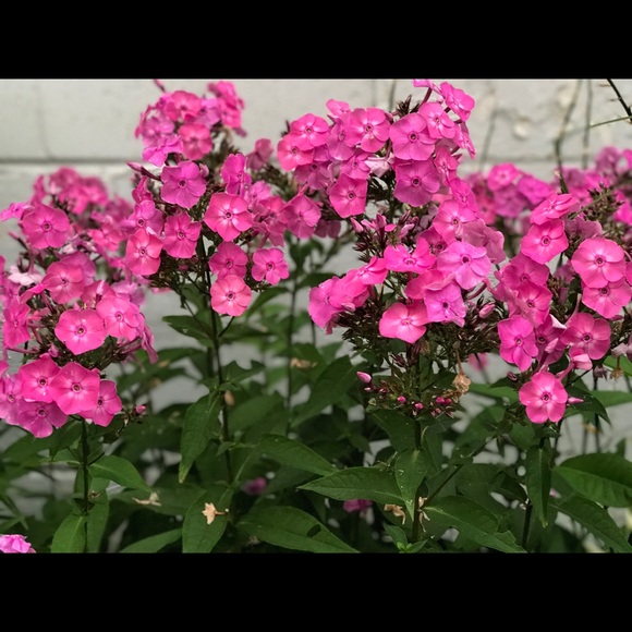 Profile Picture of Beth Tavolacci (@bethtav) on Poshmark