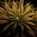 Profile Picture of Eliseo Gutierrez lujan (@eliseog1204) on Pinterest