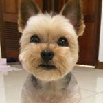 Profile Picture of 約克夏阿旺&黑貴賓LuLu (@wangwang_lulu) on Instagram