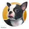 Profile Picture of BRUCE 🐾 | BOSTON TERRIER (@@bruceterrier_) on Tiktok