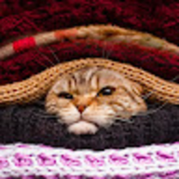 Profile Picture of Sofianne régimbald Régimbald (@sosoregimbald) on Poshmark