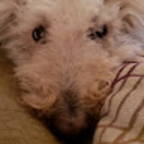 Profile Picture of Mitchell Loeb (@mitchell_loeb) on Poshmark