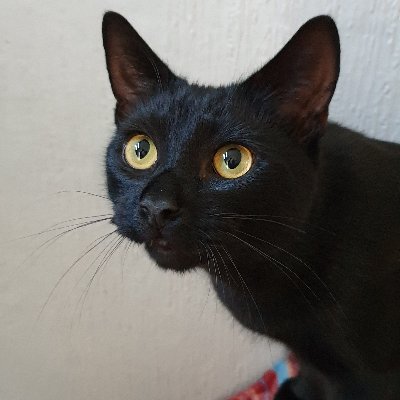 Profile Picture of Luke Lovett (@ratking95) on Twitter