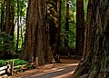 Profile Picture of Henry Cowell Redwoods State Parkon Wikipedia