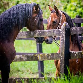 Profile Picture of Carolina Gómez Plata Guadalupe (Amor por los caballos) (@jose.arbeladezzapata) on Facebook