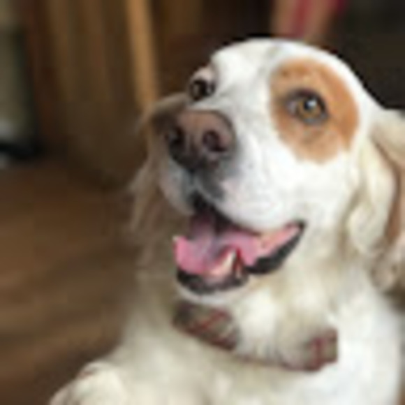 Profile Picture of Paul Perkins (@tiandawg) on Poshmark