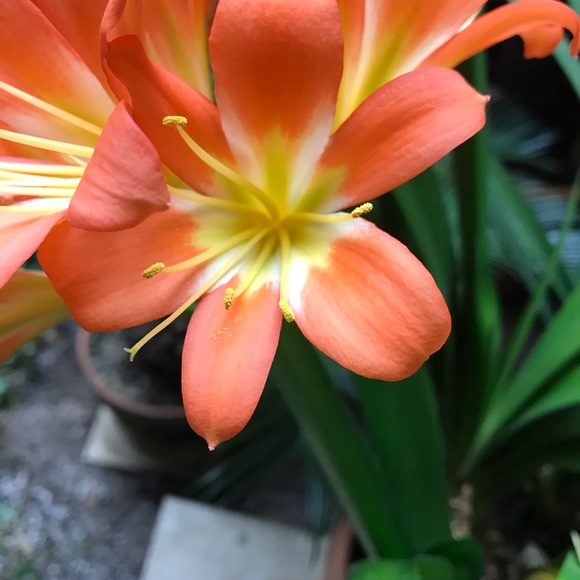 Profile Picture of Roberta Brien (@rbrien) on Poshmark