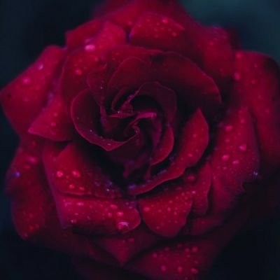 Profile Picture of Jennifer Rose Jacobson (@JenniferRoseJa2) on Twitter