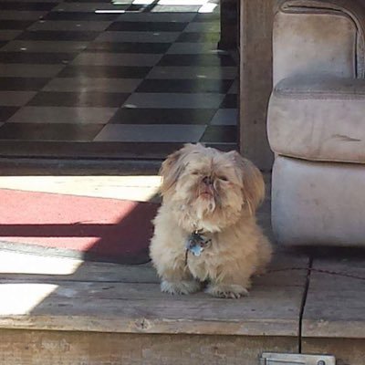 Profile Picture of Andreas Tangen (@pizzapretender) on Twitter