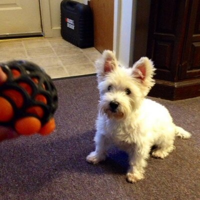 Profile Picture of Leah Percy (@LeahPercy) on Twitter