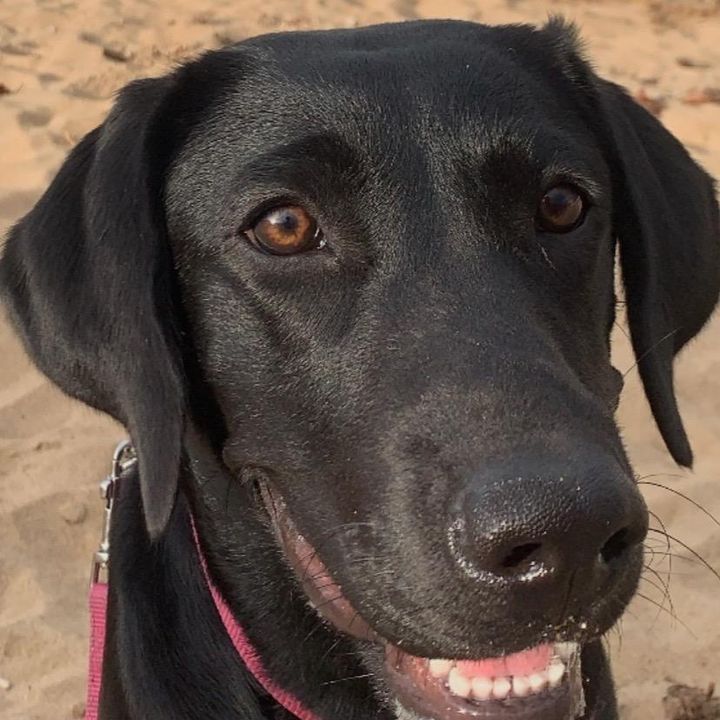 Profile Picture of Adam Ibell (@adam.ibell) on Tiktok