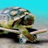 Profile Picture of Turtle Tuber (@ryanjbrasier) on Pinterest