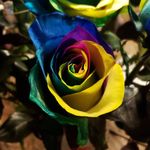 Profile Picture of Shana Mizrahi (@shanamiz) on Instagram