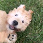 Profile Photo of Billie Jolene (@billiegoldendoodle) on Instagram