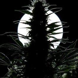 Profile Picture of Abner Jared (@Stoner98J) on Twitter