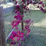 Profile Picture of faye Hobson (@hobsonfaye) on Instagram