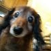 Profile Picture of Connie (@calliopi0637) on Pinterest