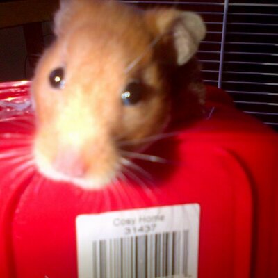 Profile Picture of Alice Weller (@Alicehamster02) on Twitter