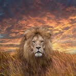 Profile Picture of Ziyorat Bashirov (@Ziyorat-Bashirov) on Facebook