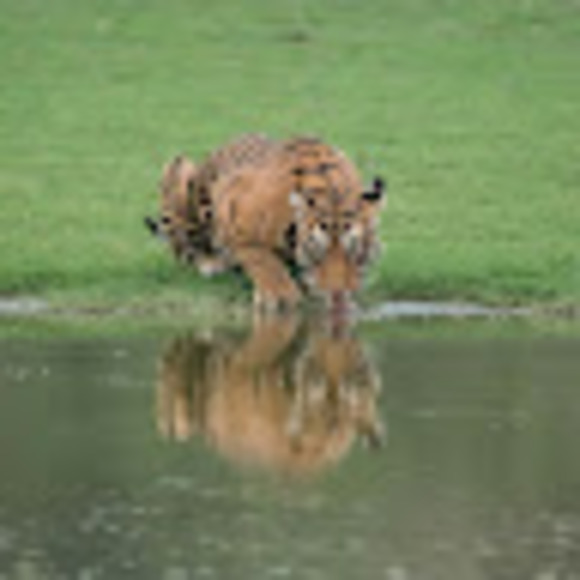 Profile Picture of Terry Dills (@renker311) on Poshmark