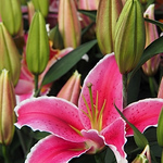 Profile Picture of Lai Chun Chan (@chanlc234) on Flickr