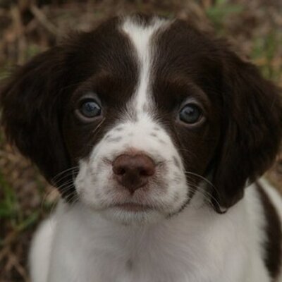 Profile Picture of Jessie Schulz (@creditbrittanys) on Twitter