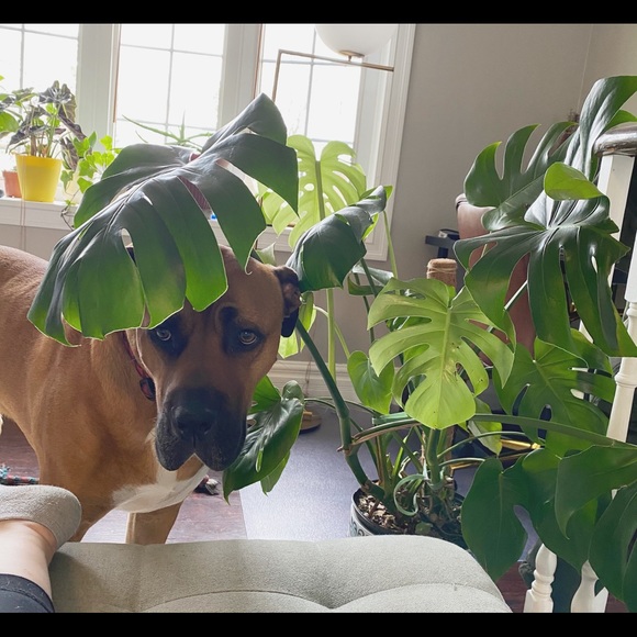 Profile Picture of Dominique Brideau (@d_brideau) on Poshmark