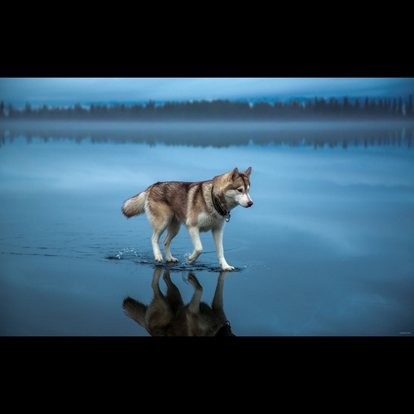 Profile Picture of Aria Davis (@oreo9) on Poshmark