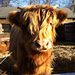 Profile Picture of Matthew Gaunt (@gaunt1571) on Pinterest