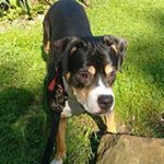 Profile Picture of Ashlee Swain (@therescuehopper) on Instagram