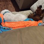 Profile Picture of Spencer And Charlie (@ainsley845) on Instagram