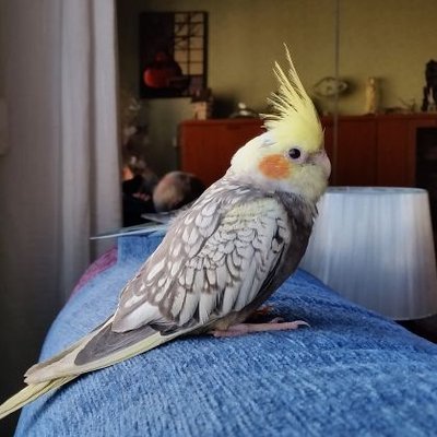 Profile Picture of Yolanda Pallarés (@probandoprob123) on Twitter