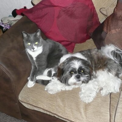 Profile Picture of Peter Brough (@peterbrough1) on Twitter