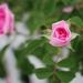 Profile Picture of Zee Johnson (@zeej54) on Pinterest