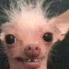 Profile Picture of Laura Motta (@@bacachi) on Tiktok