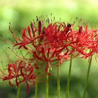 Gwyn Phillips - Instagram Profile Picture of Gwyn Phillips (@gwynphillips) on Instagram