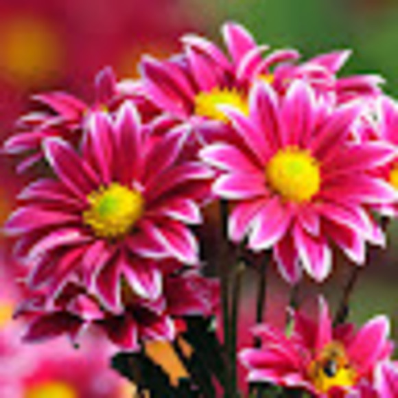 Profile Picture of Stephanie Fulton (@ilovephilamb) on Poshmark