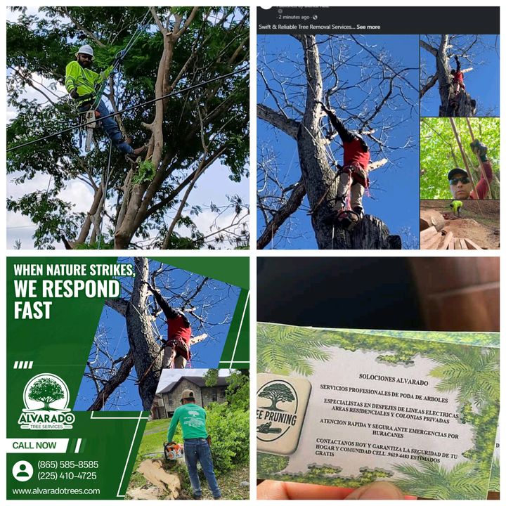 alvarado504 🤠😍 - Tiktok Profile Picture of alvarado504 🤠😍 (@lainezalvarado518) on Tiktok