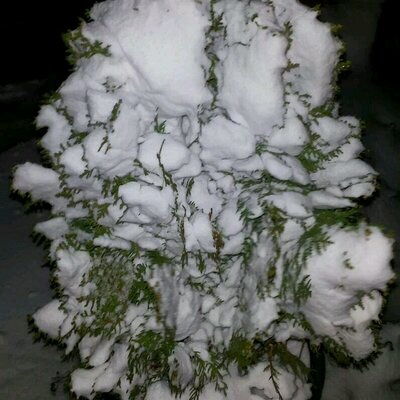 Profile Picture of Ibrahim Mroue (@ibrahimmroue) on Twitter