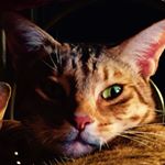 Caryn Morgan - Instagram Profile Picture of Caryn Morgan (@carynmxx) on Instagram